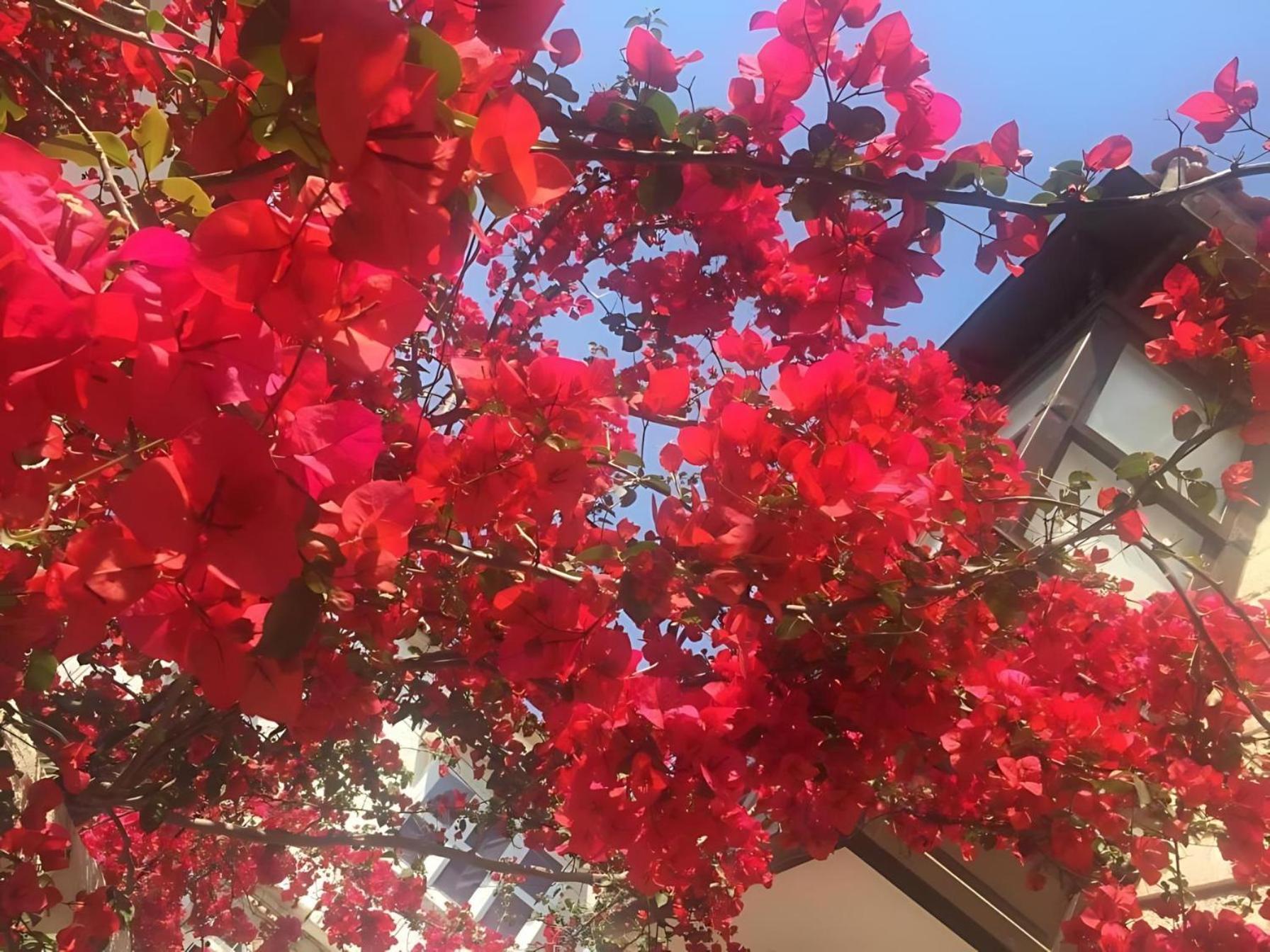 Alayaz Hotel Alaçatı Exterior foto